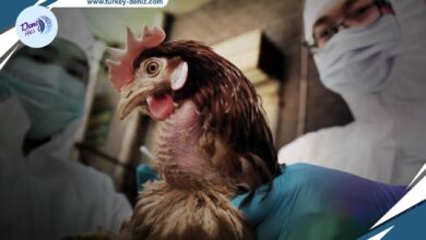 أول إصابة بإنفلونزا الطيور في اليابان و إعدام لـ 40 ألف طائر وتفشي سلالة خطيرة منه في كرواتيا
