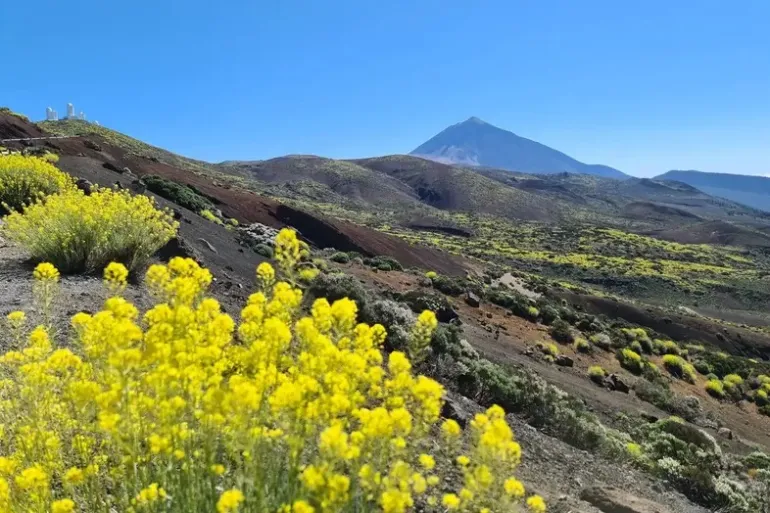 تمتاز جزيرة تينيريفي -إحدى جزر الكناري الإسبانية- بطبيعة بركانية وتنمو عليها نباتات نادرة