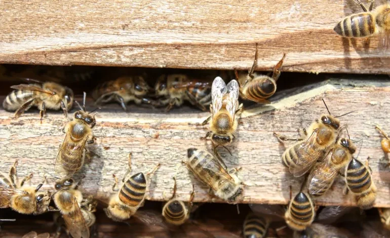 دراسة: آليات حماية نحل العسل من التأثيرات الحرارية